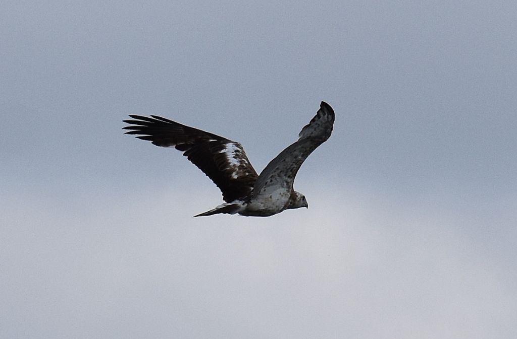 Biancone (Circaetus gallicus) immaturo